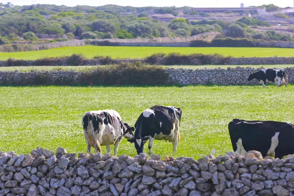 productores de leche Mahón-Menorca